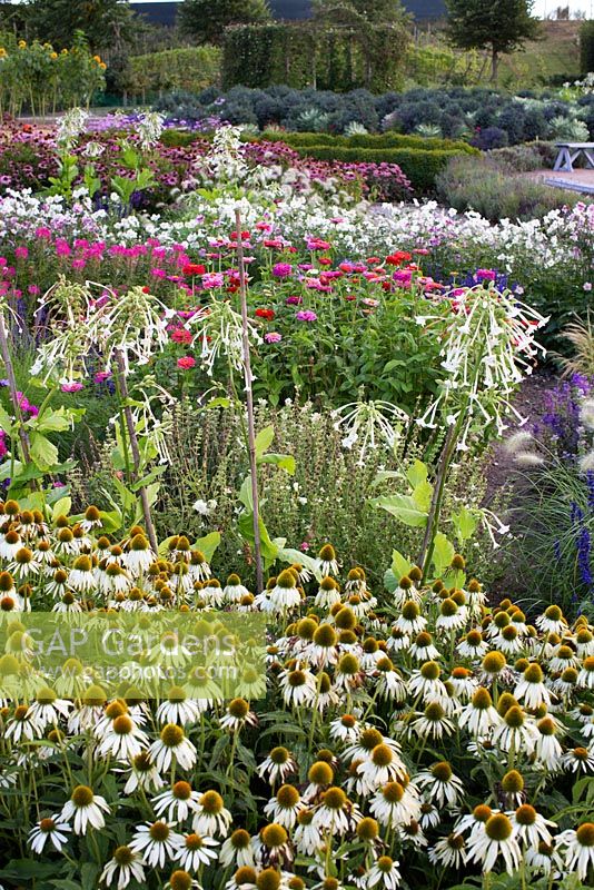 Potager of flowers and vegetables. Echinacea purpurea magnus and purpurea alba, Anemone 'Konigin Charlotte', Anemone japonica 'Honorine Jobert', Antirrhinum majus, Cobaea scandens, Nicotiana sylvestris, Callistephus chinensis, Pennisetum setaceum, Cleome hassleriana and Salvia farinacea
