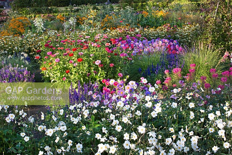 Potager including Echinacea purpurea magnus, Echinacea purpurea alba, Salvia viridis, Anemone 'Konigin Charlotte', Anemone japonica 'Honorine Jobert, Zinnia, Molinia caerulea 'Variegata', Nicotiana sylvestris, Callistephus chinensis, Pennisetum setaceum and Cleome hassleriana