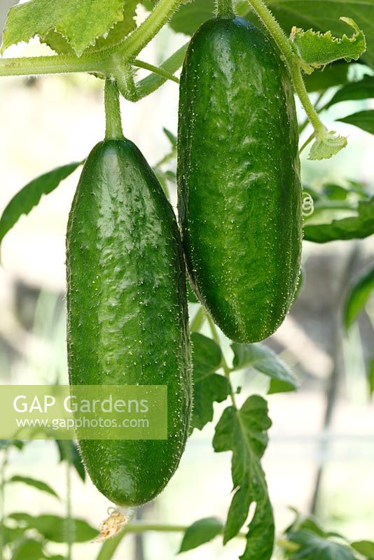 Cucumis sativus 'Vega' - Cucumber in greenhouse. F1 Hybrid Produces mini fruits about 5 inches long
