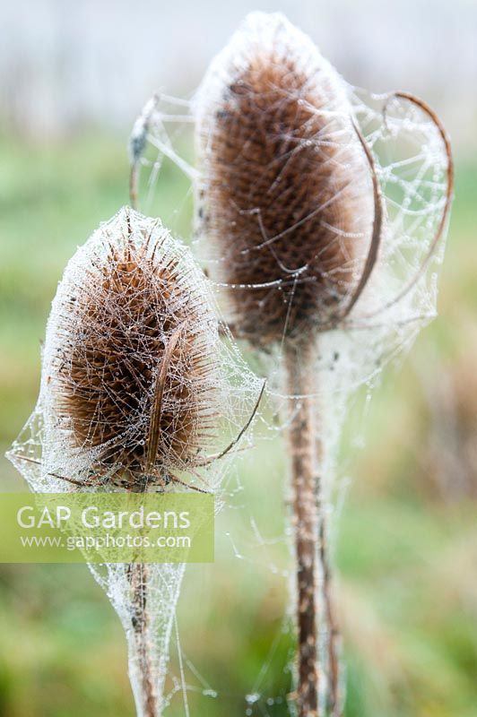 Dipsacus fullonum - Teasel seed head covered with cobwebs and dew 