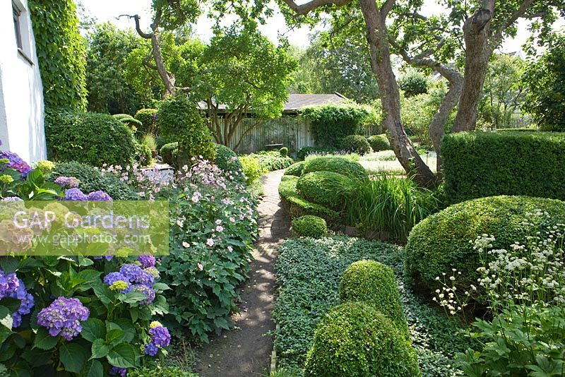 Path leading through country garden. Plants include Malus - Apple and Prunus cerasifera trees, Hydrangea, Buxus and Taxus balls and hedges, Acaena, Anemone and Fern - Ulla Molin