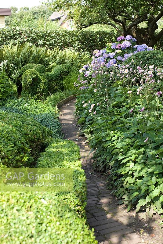 Terracotta brick path. Border edged with ceramic tiles.   Hydrangea, Buxus and Taxus balls and hedges, Ferns and Acaena - Ulla Molin