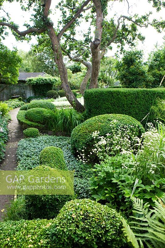 Border of Hydrangea, Buxus and Taxus balls and hedges, Anemone, Fern, Acaena and Astrantia - Ulla Molin