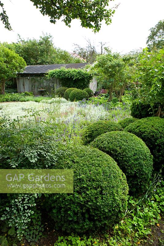 Country garden with informal planting of Antennaria dioica, Buxus balls, Artemisia 'Silver Queen', Brunnera,  Lavandula, Veronica spicata, Anaphalis, Vinca minor, Acaena,  and Wild strawberry - Ulla Molin 
 