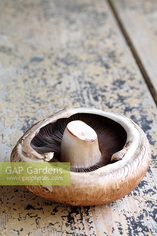 Large, flat mushroom on a wooden surface