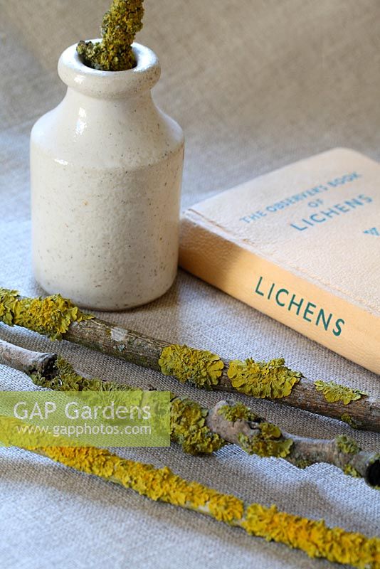 An Observer's Book of Lichens, old pot and twigs with lichen on linen