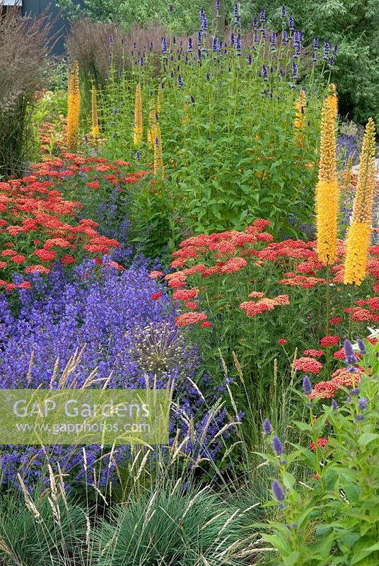 Colourful planting combination of perennials and grasses including Achillea and Eremurus - Floriade 2012