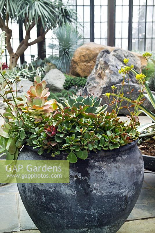 Succulents growing in large ceramic container and amongst boulders - The Silver Garden designed by Isabelle C. Green and Associates, Longwood Gardens, Pennyslvania