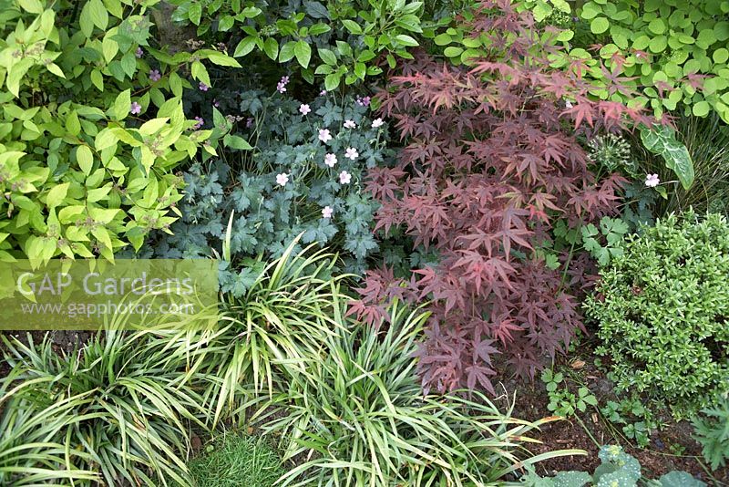 Cotinus coggygria (golden form), Geranium sanguineum, Acer palmatum and Hebe rakiensis.  Strappy leaves of Liriope muscari in front