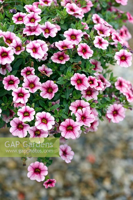 Calibrachoa 'Cabaret Pink Vein'