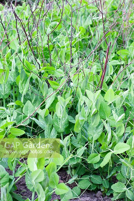 Pisum sativum - Peas growing up twiggy stick supports