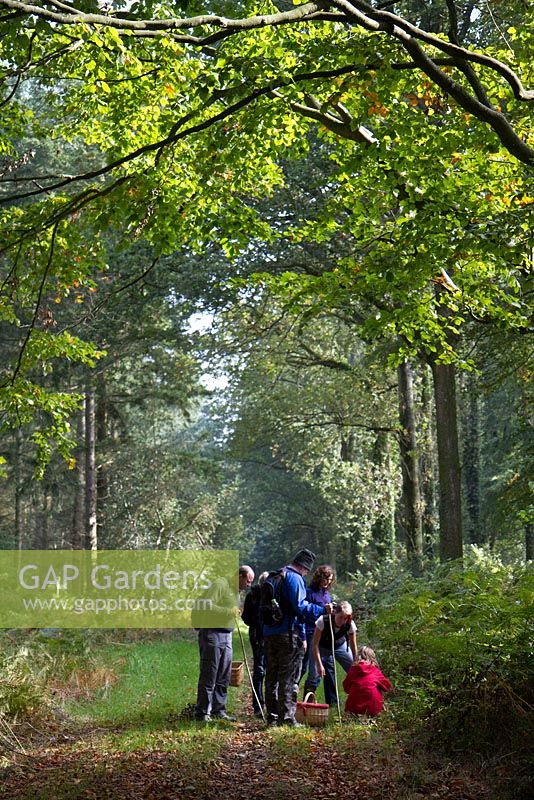 Foraging for fungi in English broadleaf woodland