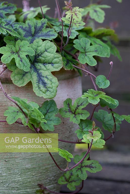 Tiarella 'Happy Trails'