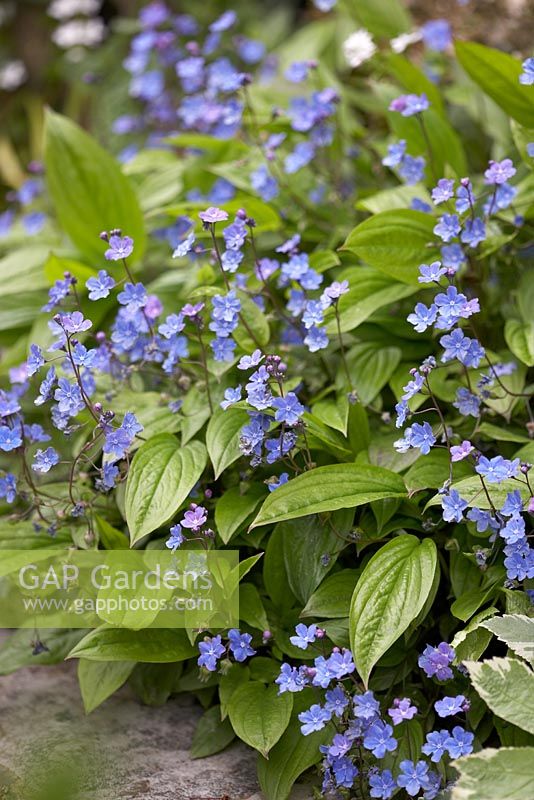 Omphalodes cappadocica in May