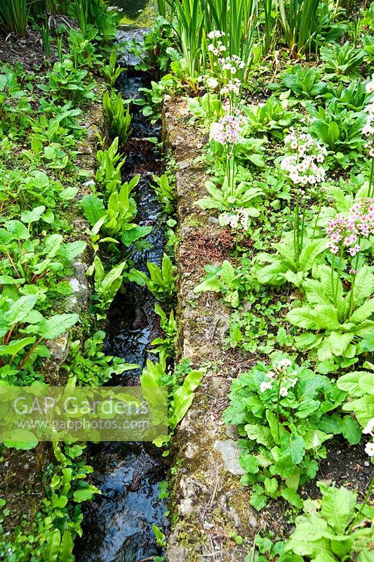 Asplenium scolopendrium - Hart's tongue ferns, mix with candelabra Primulas beside the pond - The Old Rectory, Netherbury