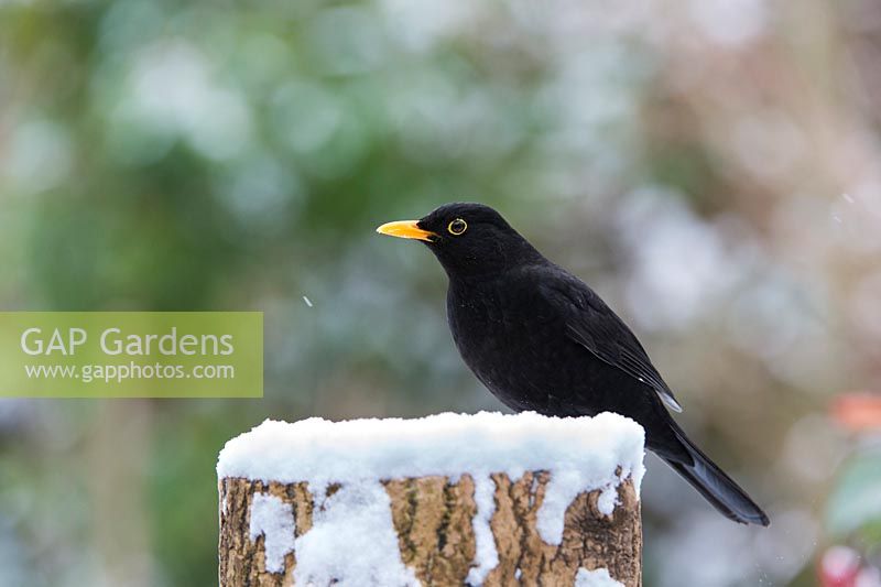 Turdus merula - Blackbird on a snow covered tree trunk