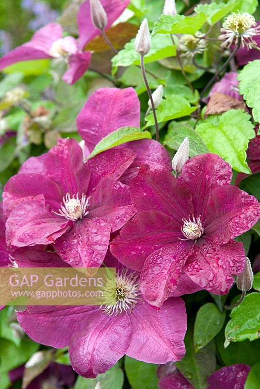 Clematis 'Jackmanii Rubra' - De Tuinen van Appeltern, Holland