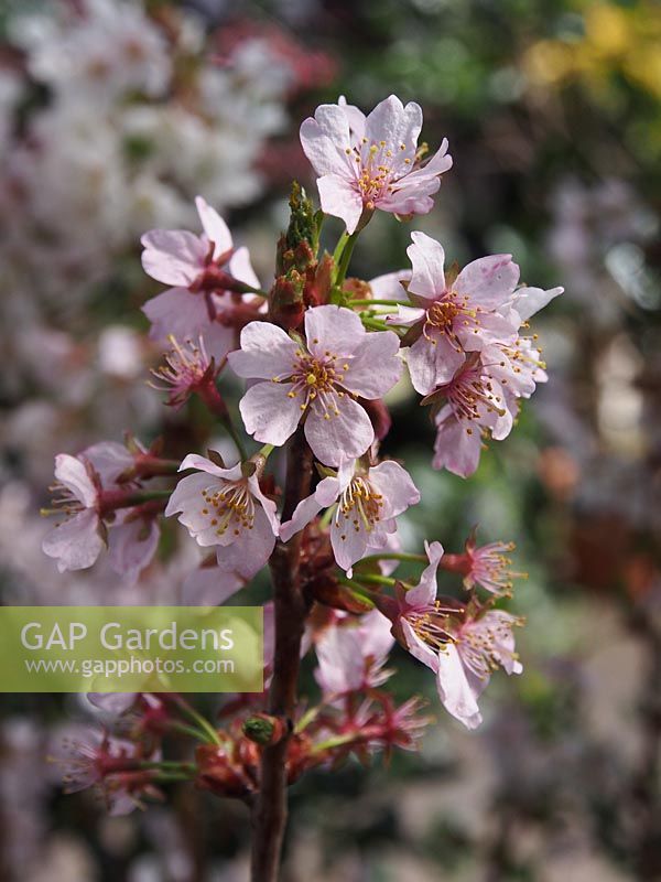 Prunus nipponica 'Ruby'