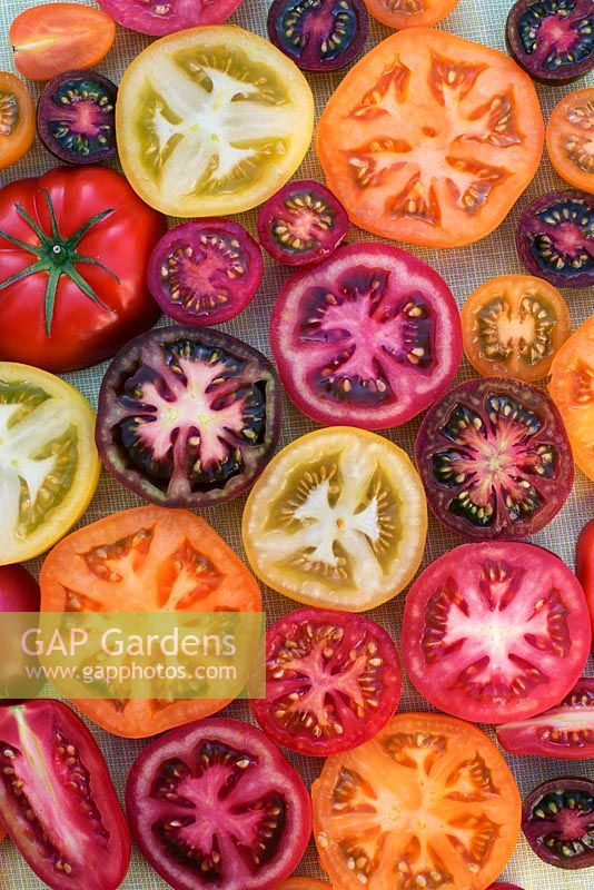 Mixed tomatoes - kumato, aranca, zebrino, chocolate cherry, luca, jelona, bolzano and tiger