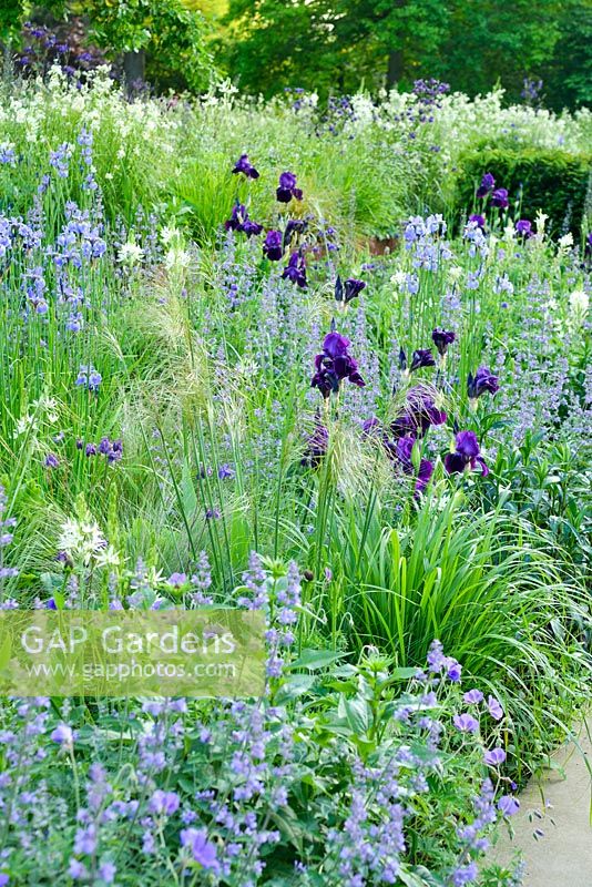 Iris 'Sable' growing with Nepeta racemosa 'Walker's Low', Iris sibirica, Stipa gigantea camassias and yew hedging - Cory Lawn, Cambridge Botanic Gardens