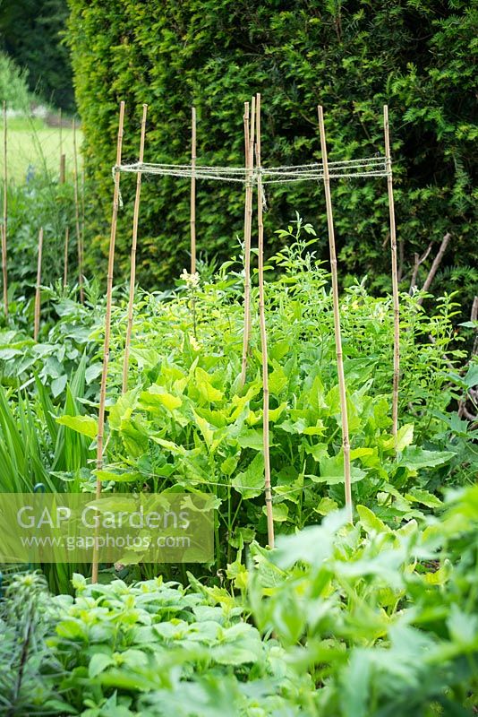 Bamboo canes and lattice of garden twine forming a perennial plant support - Fellows' Garden, Clare College, Cambridge
