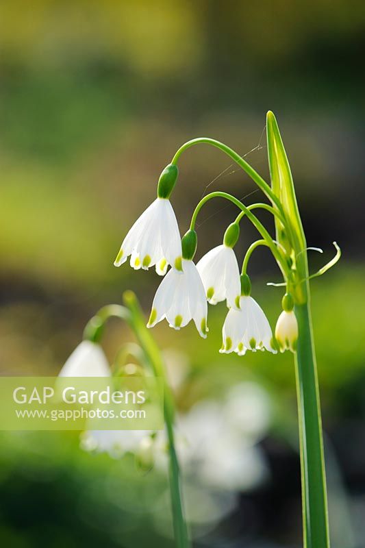 Leucojum vernum