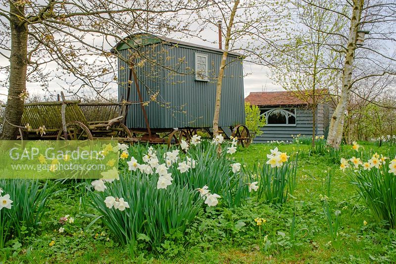 Shepherds hut and old farm cart in wild garden with birch trees and daffodils - The Mill House, Little Sampford, Essex