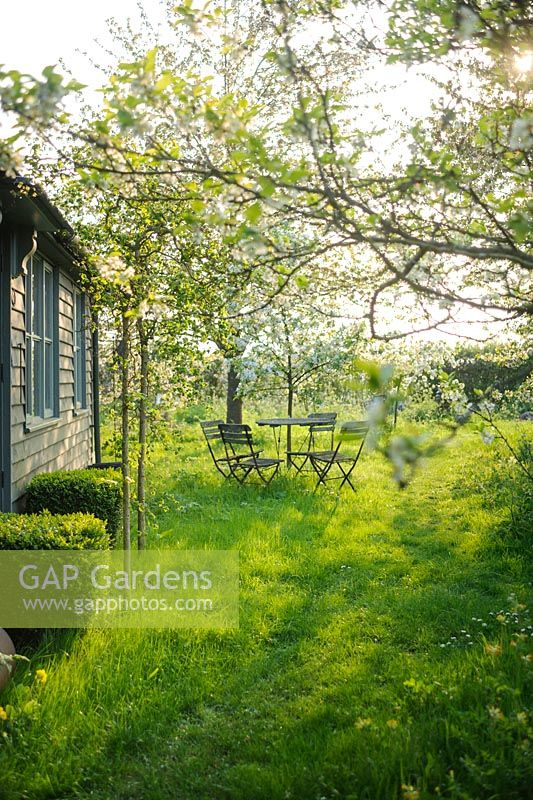 View of out buildings and wild garden in spring with cherry trees, box topiary and table and chairs - The Mill House, Little Sampford