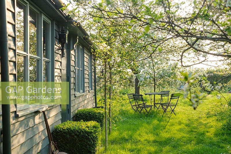 View of out buildings and wild garden in spring with cherry trees, box topiary and table and chairs - The Mill House, Little Sampford