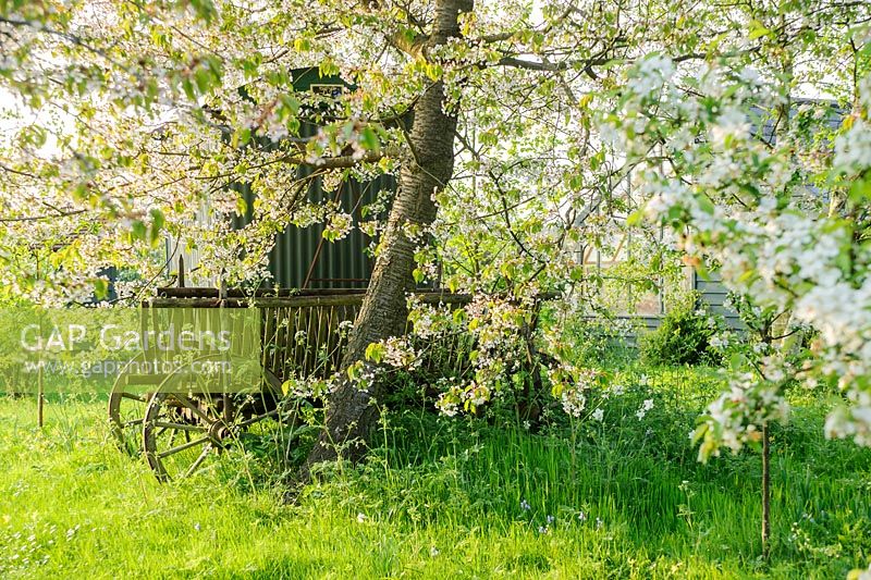 Prunus avium and antique farm cart in wild garden in spring - The Mill House, Little Sampford, Essex