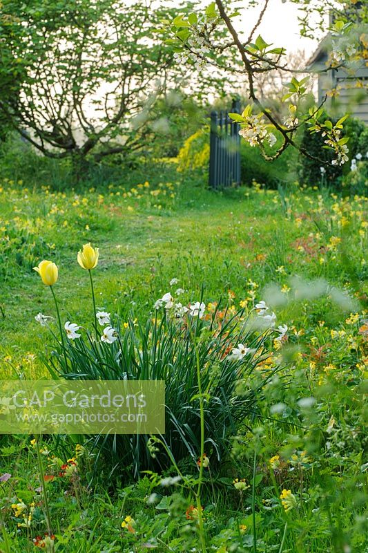 Narcissus poeticus var. recurvus in wild garden with naturalised cowslips - The Mill House, Little Sampford, Essex