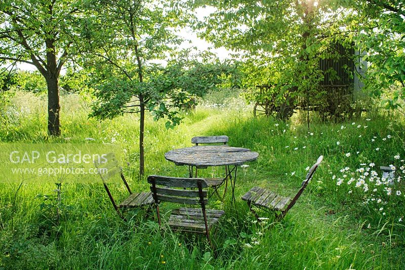 Vintage folding garden table and chairs beside grass path in wild garden with oxeye daisies and cherry trees - The Mill House, Little Sampford, Essex