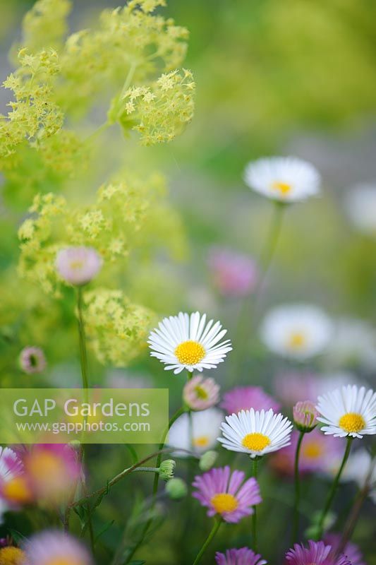 Alchemilla mollis and Erigeron karvinskianus - The Mill House, Little Sampford, Essex