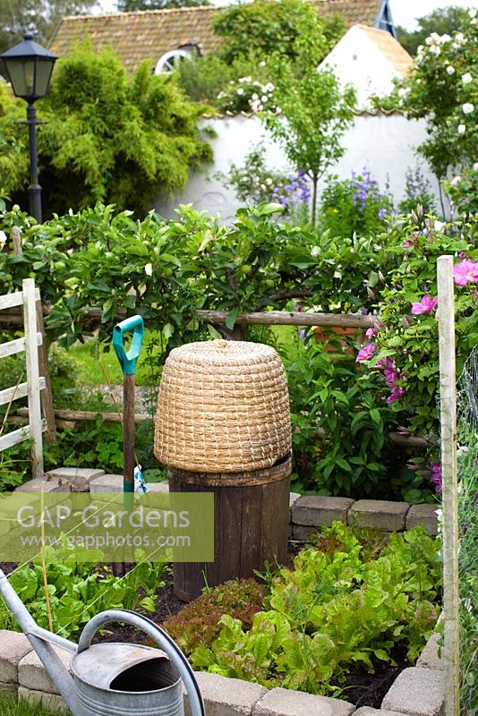 Small vegetable garden with lettuces and old straw beehive used as decoration