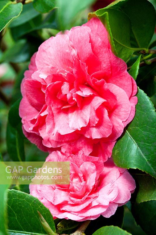 Camellia x williamsii 'Jury's Sunglow'