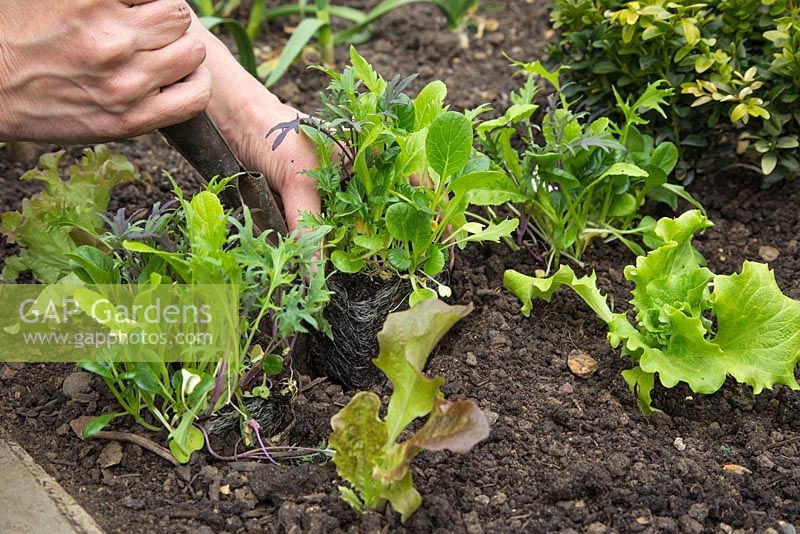 Step by Step planting of Oriental salad leaves 'All Greens Mix', Lettuce 'Webbs Wonderful' and Lettuce 'Lollo Rossa'