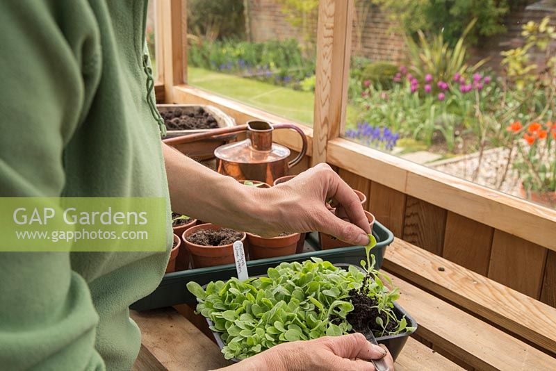 Step by Step pricking out Nicotiana 'Lime Green'