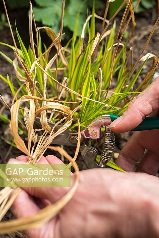 Removing dead leaves from Hakonechloa macra 'Aureola'