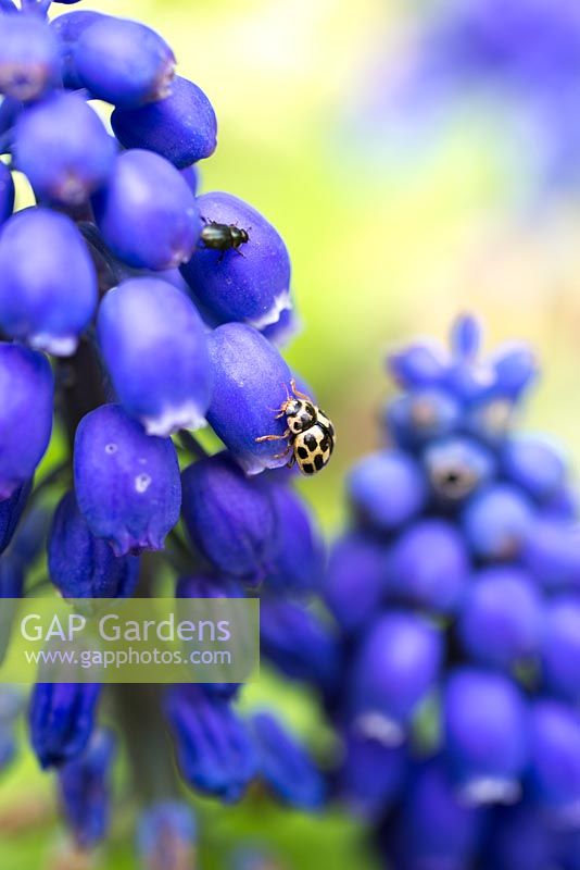 Ladybird and beetle exploring Muscari armeniacum