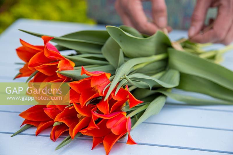 WOman tying a bunch of Tulipa 'Ballerina'