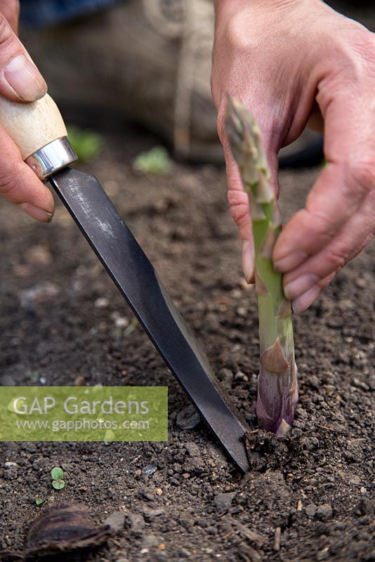 Harvesting Asparagus
