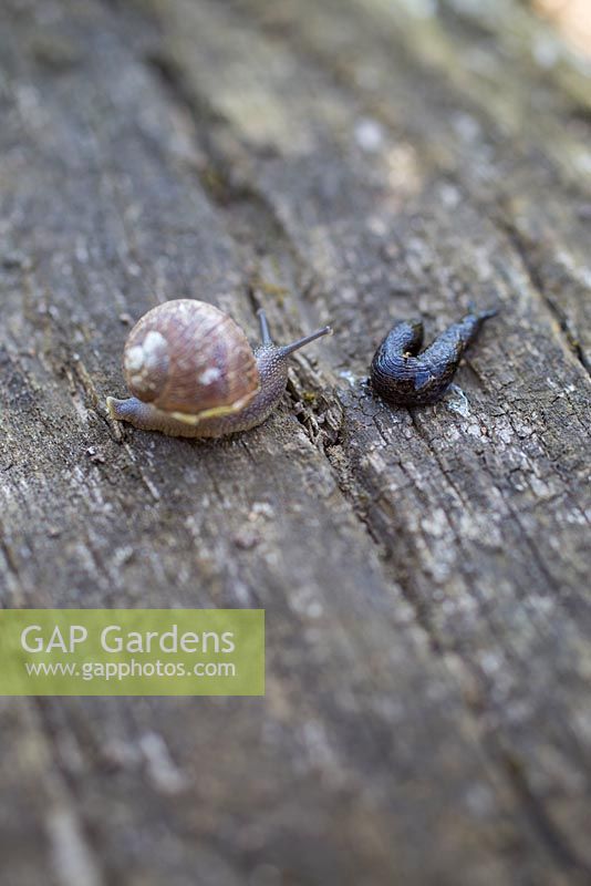 Slug and Snail on wooden railway sleeper