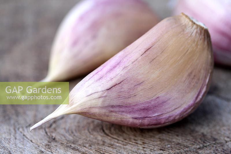 Allium sativum 'Bzenec' - Organic garlic cloves on a wooden surface, a purple stripes garlic originally from Czech Republic
