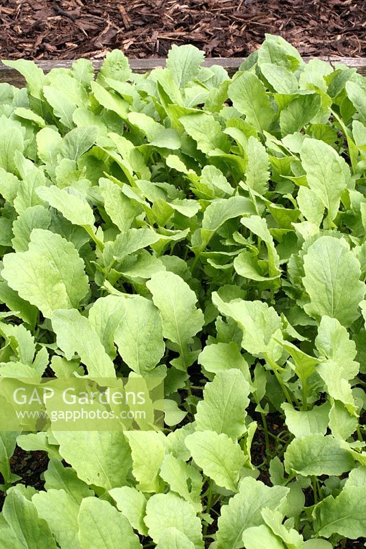 Raphinus sativus - Organic green manure, Fodder Radish, growing in a vegetable bed. Growing green manures adds nutrients to the soil and they are usually grown for a specific time period then dug into the soil to break down.