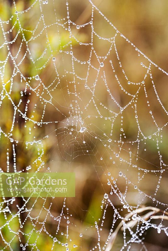 Cobwebs in an herbaceous border 