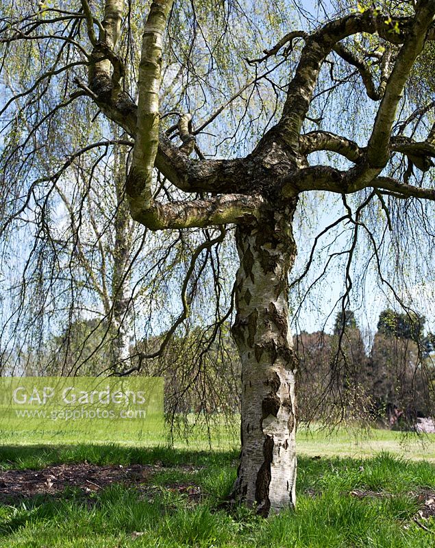 Betula pendula 'Youngii' - Youngs weeping birch tree at RHS Wisley