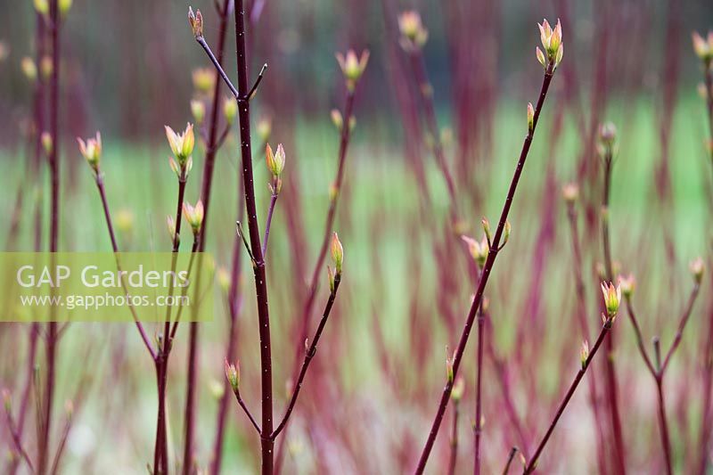 Cornus alba 'Sibirica' - Red barked dogwood new leaf growth in spring