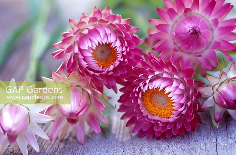 Helichrysum bracteatum - Straw flowers on a rustic wooden surface