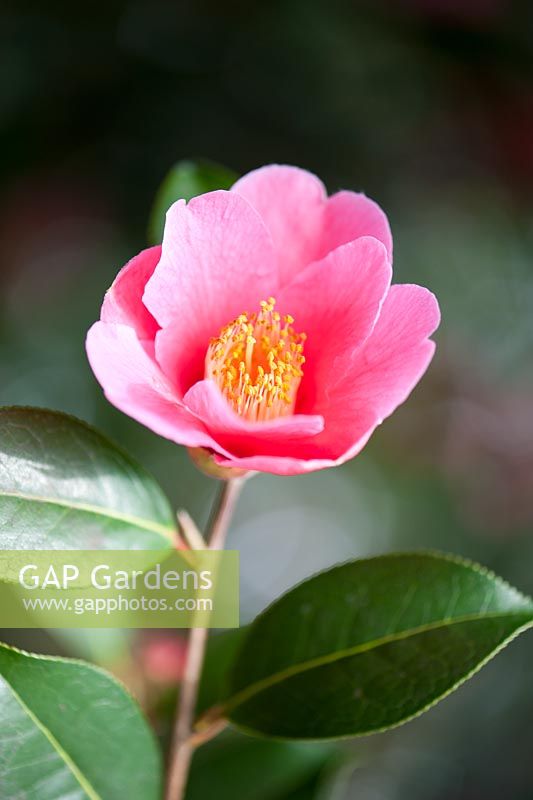 Camellia x Williamsii 'St Ewe'