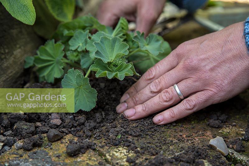 Step by Step transplanting of Alchemilla mollis